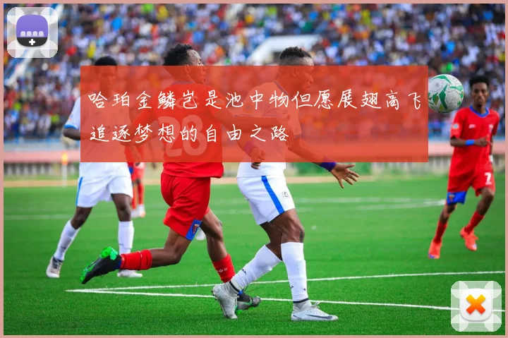哈珀金鳞岂是池中物但愿展翅高飞追逐梦想的自由之路